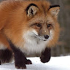 Meet your Posher, Jack